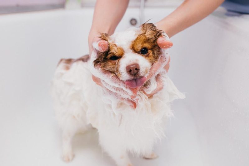 A small dog getting a bubble bath.