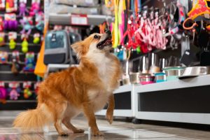 A small dog tugs on colorful leashes inside a pet store.