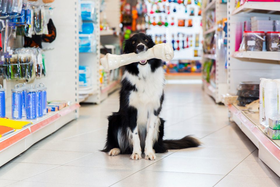 A large black and white dog is holding a bone in his mouth inside a pet store.