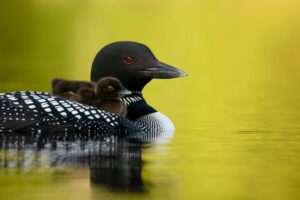 Autumn bird migrations in Virginia: What, when, & where to watch