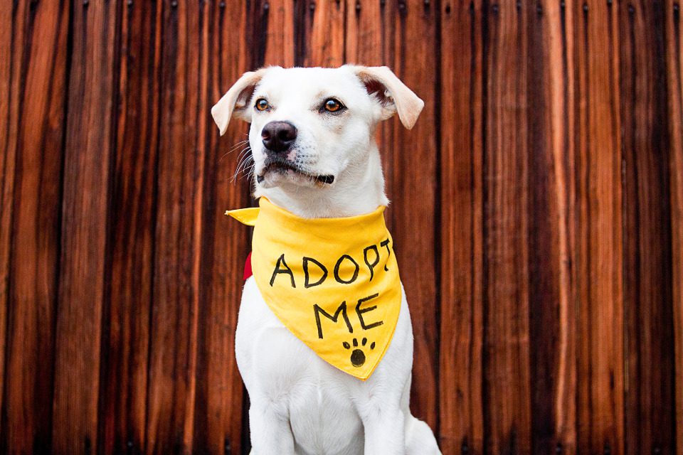 A white dog wearing a yellow bandana that says, "adopt me" at an animal shelter