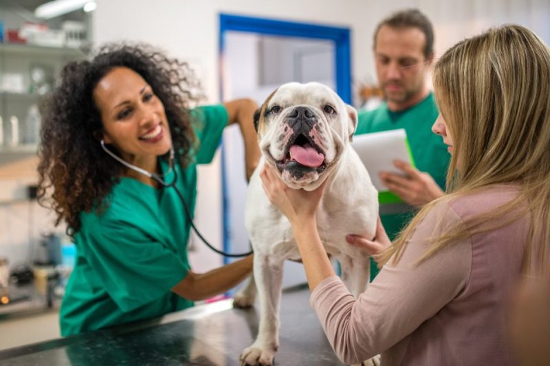 A happy bulldog is being examined by a vet and a vet tech.