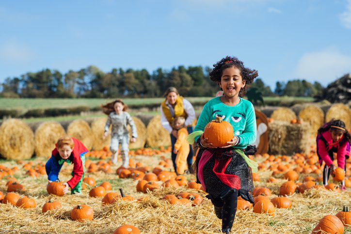 Wide view of two mothers with their children picking pumpkins for Halloween at a pumpkin patch field on a nice day in October. The kids are dressed up in Halloween outfits. One young girl is the main focus of the shot, she is running and holding a pumpkin.