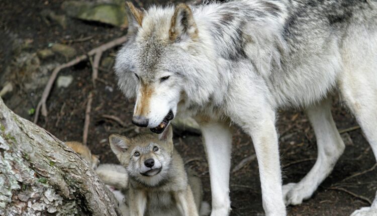 4 ways to Celebrate the holiday ‘Wolfenoot’ in Virginia