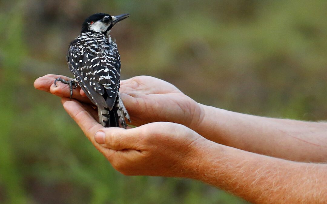 Wholesome News Hour: Saving endangered birds, VA cities named the best for quality of life, and hauntings for good