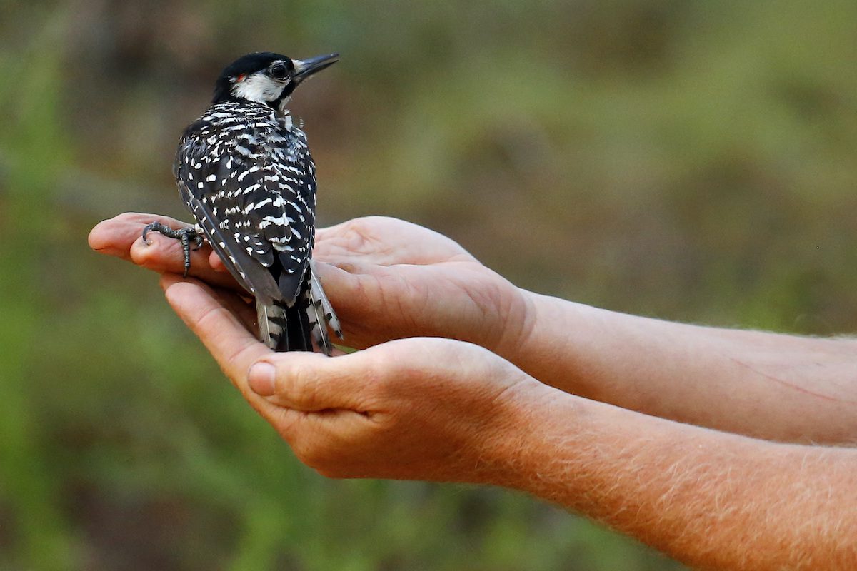 Wholesome News Hour: Saving endangered birds, VA cities named the best for quality of life, and hauntings for good