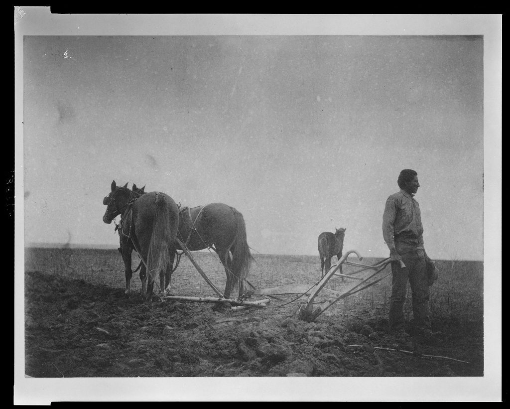 LOCAL HISTORY - Dogwood