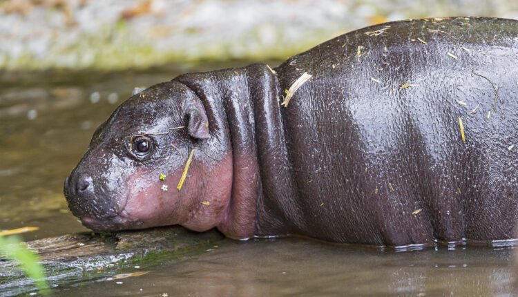 Everything we know about Poppy, Metro Richmond Zoo’s adorable baby hippo