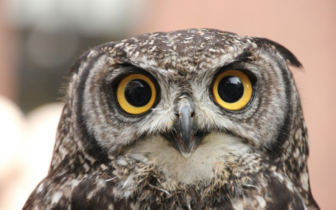 Wholesome News Hour: Finished bucket lists, owl ornaments, and a puppy’s new home