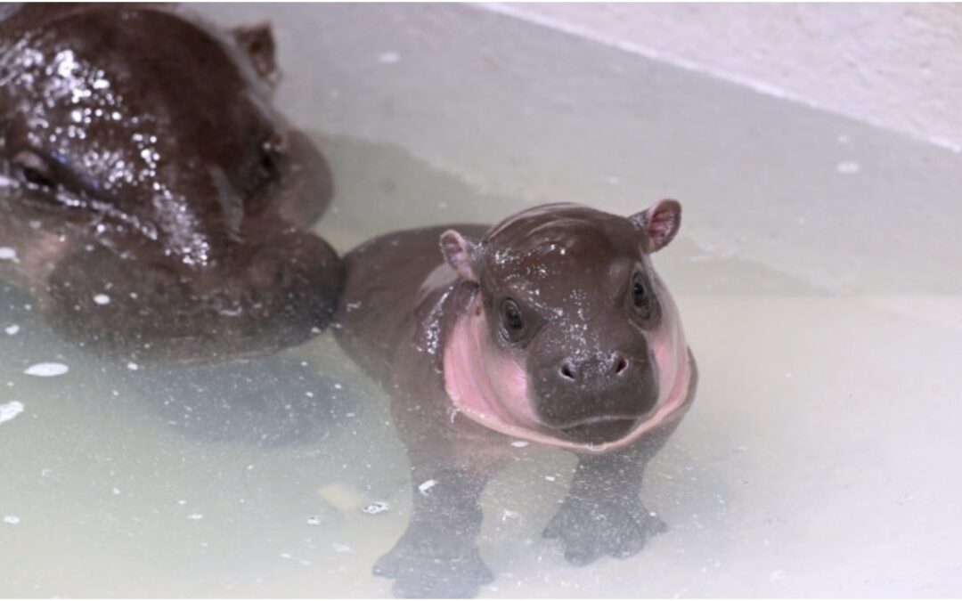 Move over, Moo Deng; there’s a new hippo in town