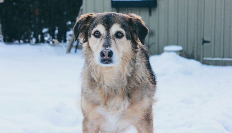 Keep Your Pets Safe During Coastal Virginia Winters