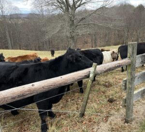 12 things you never knew about Virginia’s agriculture