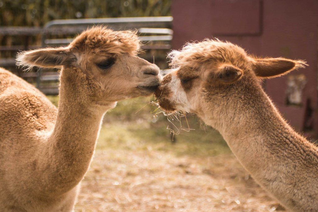 Valentine’s Day activities to do in Virginia (that aren’t all dinner)