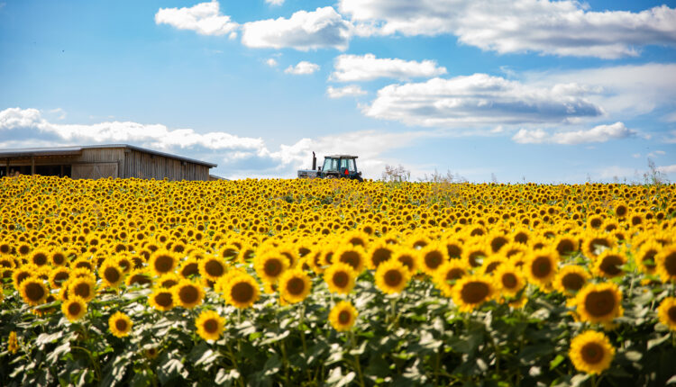 Virginia in bloom: 8 flower festivals to check out in 2025