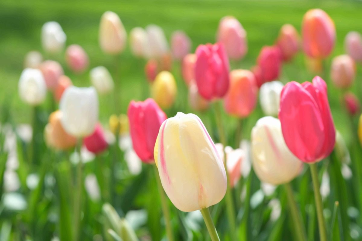 Lewis Ginter Botanical Garden is replete with colorful blooms