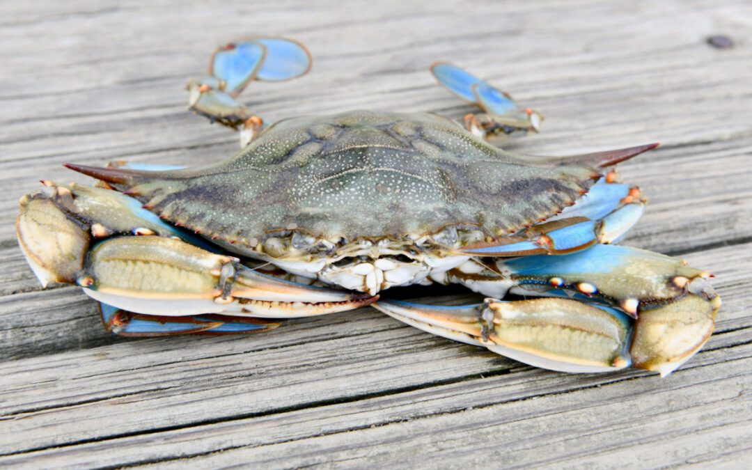 Everything you need to know about Chesapeake Bay blue crabs