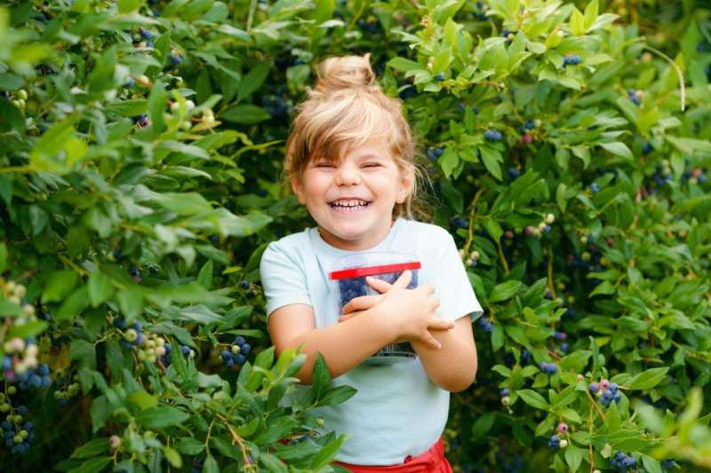kid with u-pick berries
