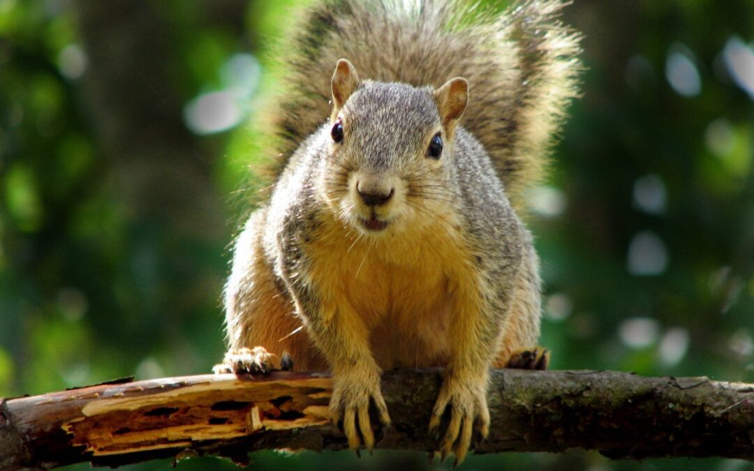 UVA scientists make major breakthrough in biodiversity research