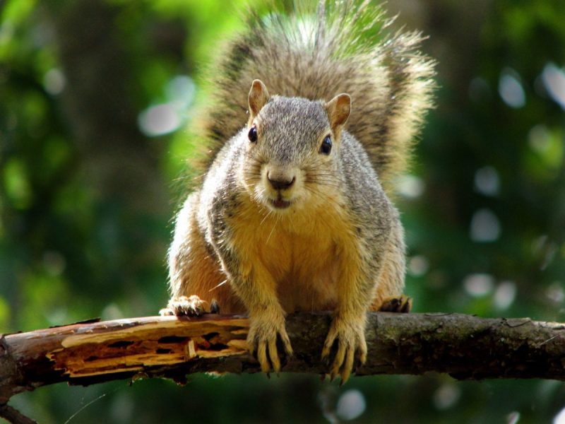 squirrels have been useful in UVA's biodiversity research
