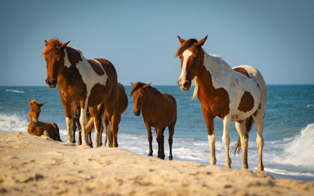 8 things you never knew about Virginia’s wild ponies