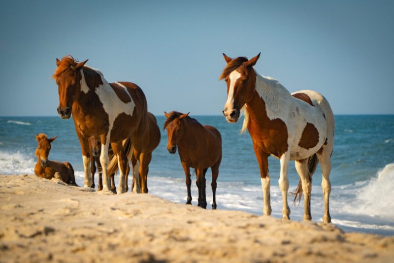 Virginia's Chincoteague ponies on the sandy beach of Assateague Island.