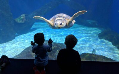 The 18 coolest things you’ll see at the Virginia Aquarium
