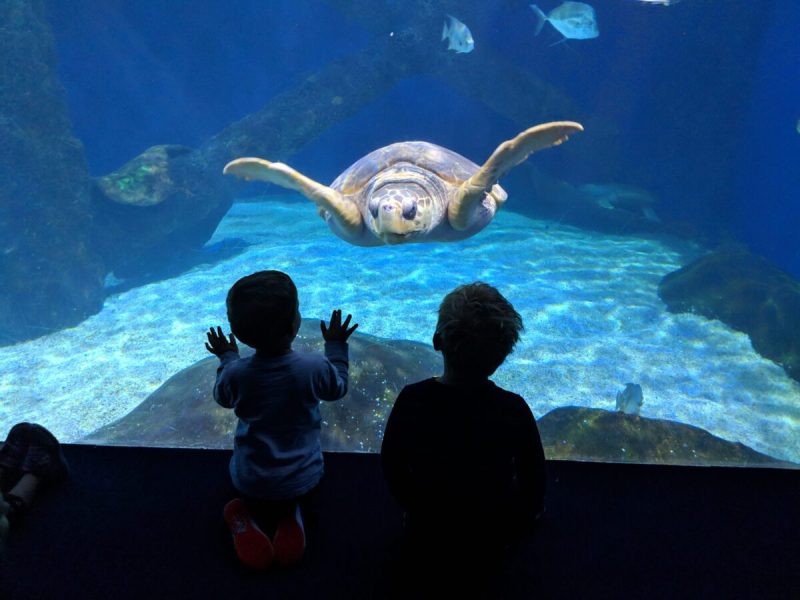 two children gaze at sea turtles at the virginia aquarium