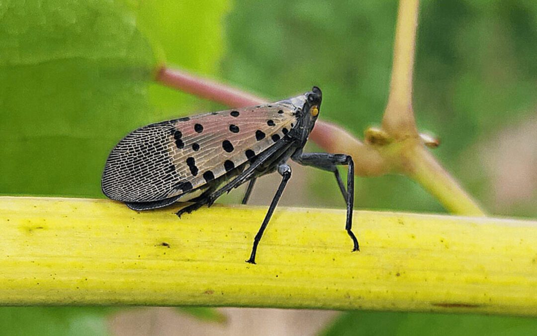 ‘Squash on sight:’ Virginia battles invasive spotted lanternflies