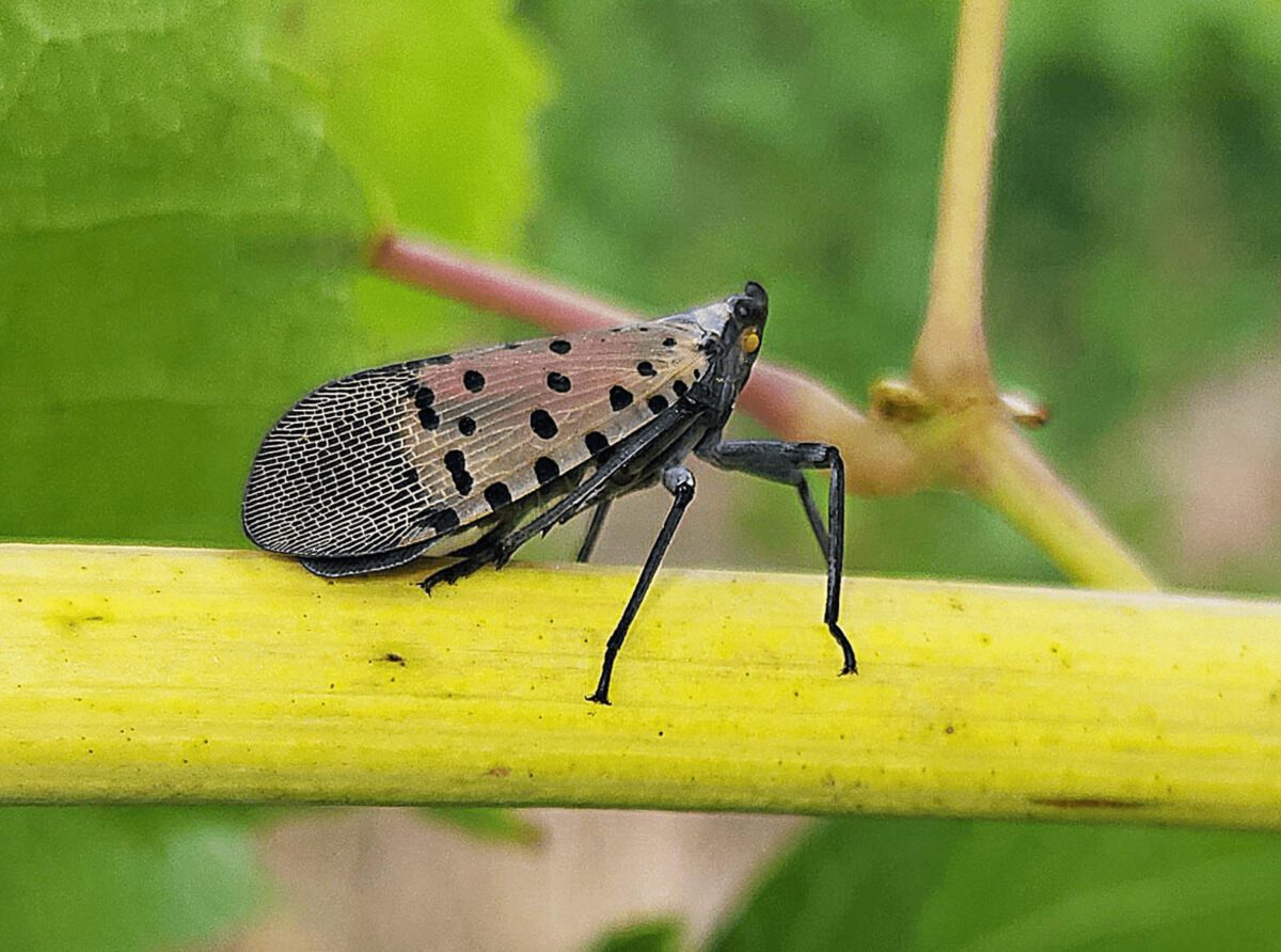 ‘Squash on sight:’ Virginia battles invasive spotted lanternflies
