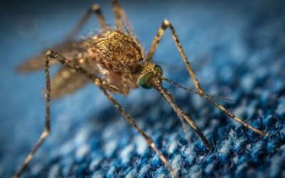 Myths vs facts about West Nile virus in Virginia