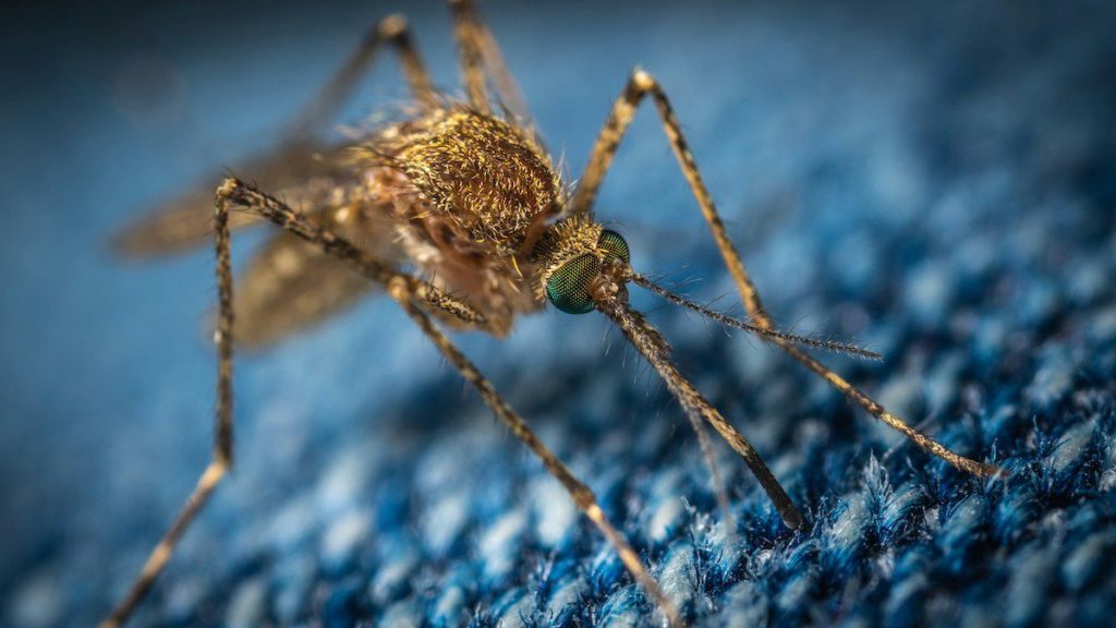 Myths vs facts about West Nile virus in Virginia