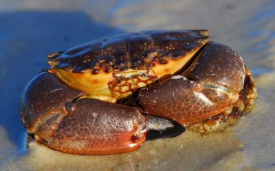 Stone crabs have made their way to Virginia waters. Here’s why that’s so alarming.