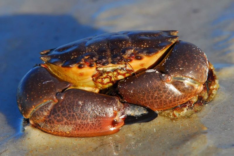 the first stone crabs to be officially documented in Chesapeake Bay have been discovered.