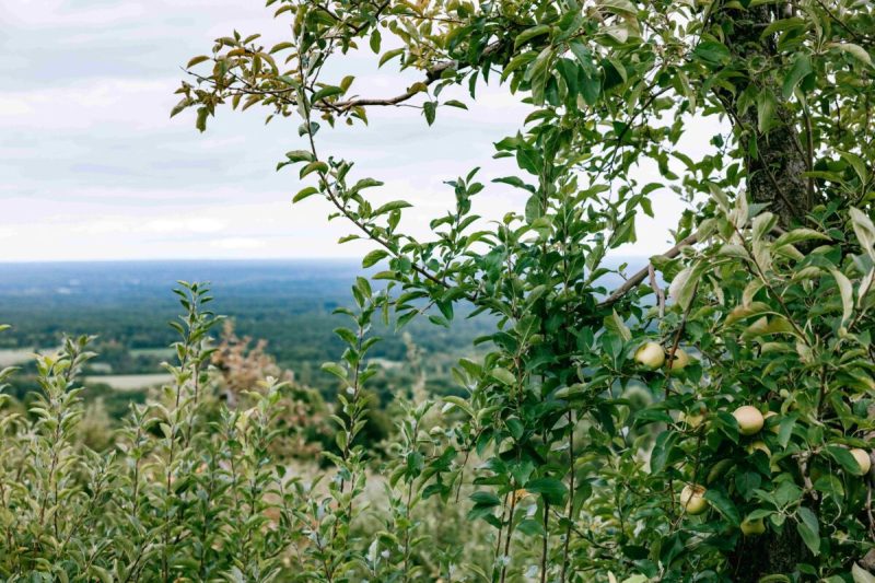 virginia is full of great apple picking spots