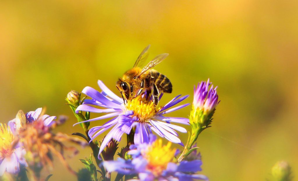 All the buzz: Danville becomes a Bee City USA community
