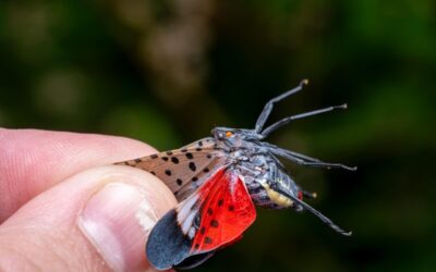 VA wineries threatened by invasive spotted lanternfly spread
