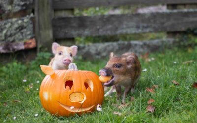 Say gourd bye to Halloween by donating your pumpkins to pigs