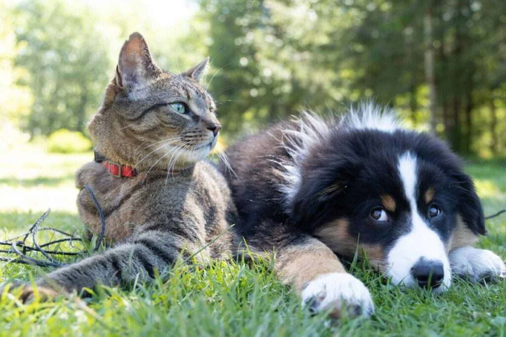 With the Henrico Board of Supervisors’s approval, animals in Central Virginia will be one step closer to getting that protection.