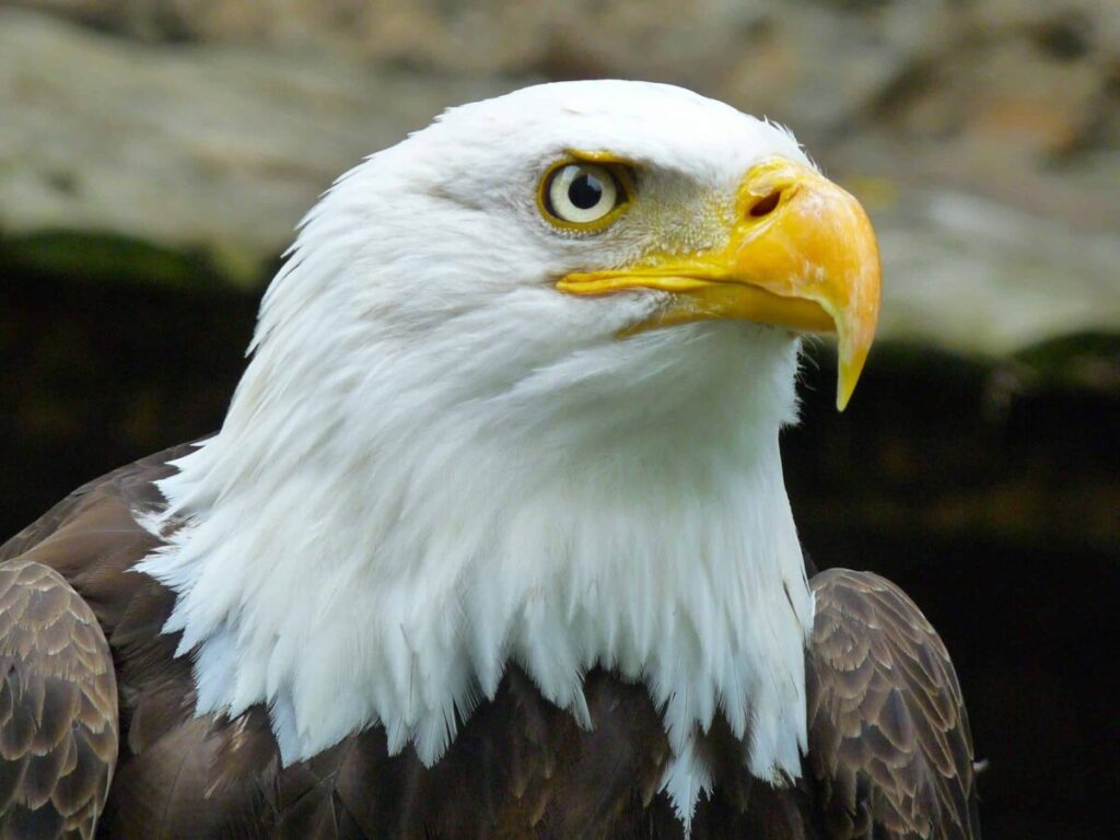 An increasing number of eagles have been hospitalized in Virginia over the last year.