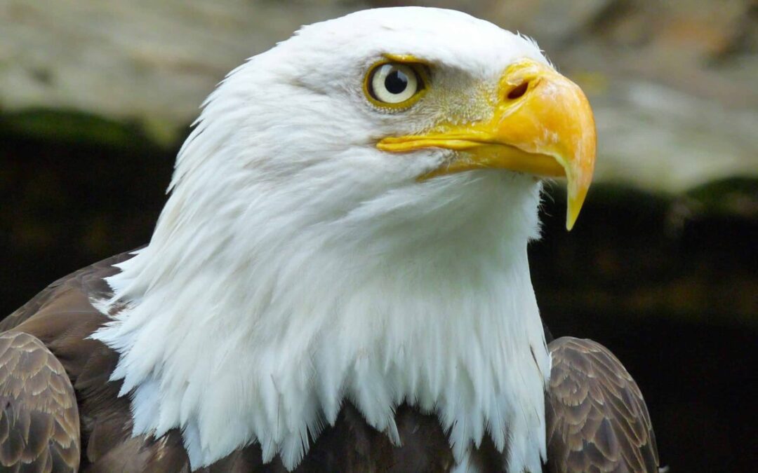 Hidden dangers in the wild fuel increase in Virginia eagle hospitalizations
