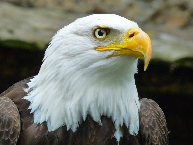 An increasing number of eagles have been hospitalized in Virginia over the last year.