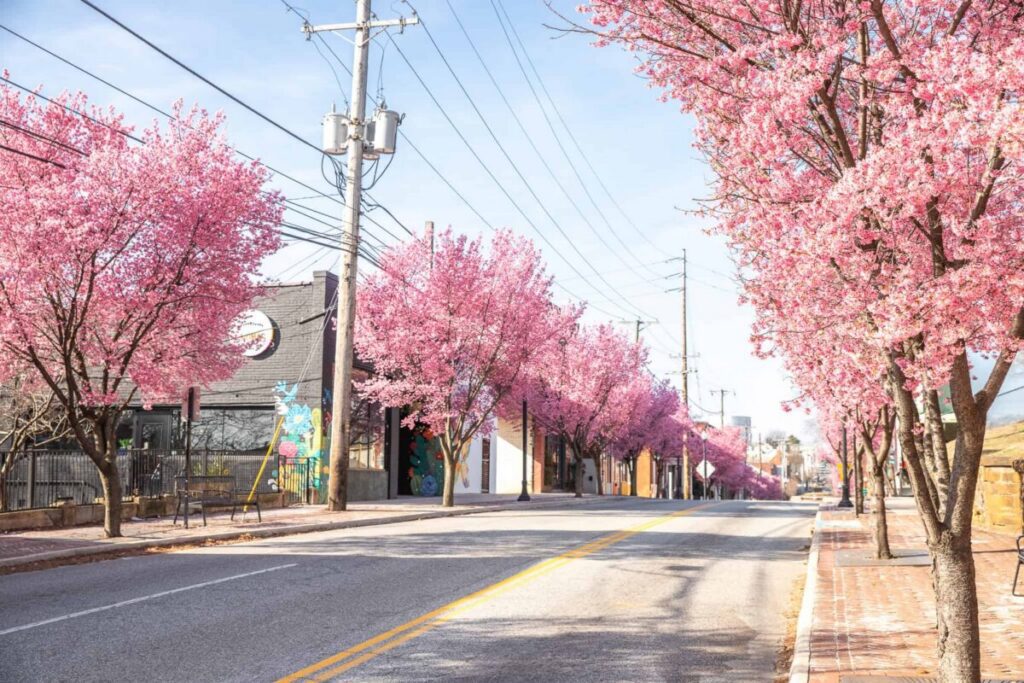 While the iconic cherry blossoms along the National Mall draw thousands each spring to Washington, D.C., Virginia offers plenty of equally picturesque cherry blossom destinations with fewer crowds.