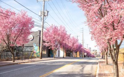 Cherry blossom alternatives: Virginia blooms without DC crowds
