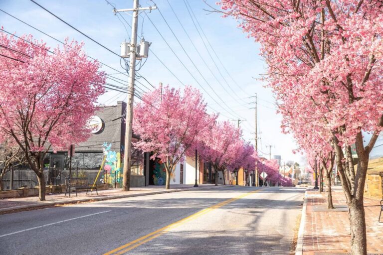 While the iconic cherry blossoms along the National Mall draw thousands each spring to Washington, D.C., Virginia offers plenty of equally picturesque cherry blossom destinations with fewer crowds.