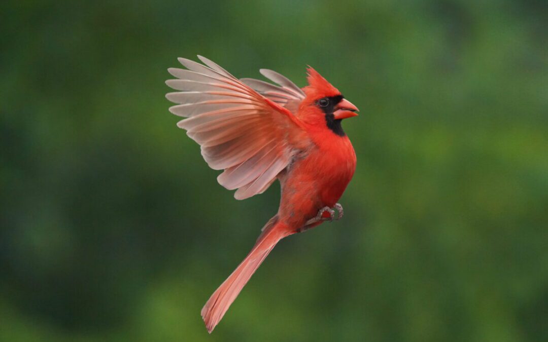 Virginians prepare for Great Backyard Bird Count