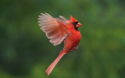 Virginians prepare for Great Backyard Bird Count