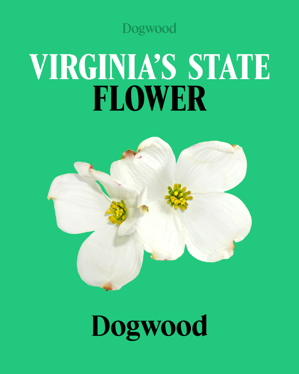 🌻 Sneak peek: Summer festivals in Virginia