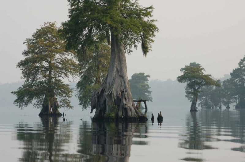 A photo of The Great Dismal Swamp National Wildlife Refuge in fog